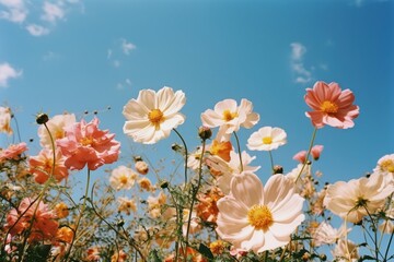Summer scenery flower sky outdoors.