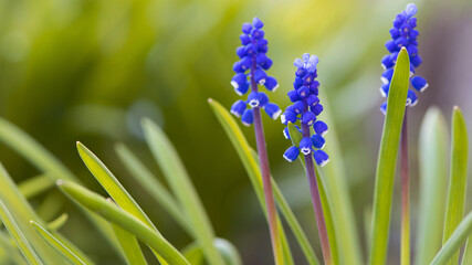 Muscari. Bell-shaped blue flowers, with a white fringe, of Muscari armeniacum surrounded by green...