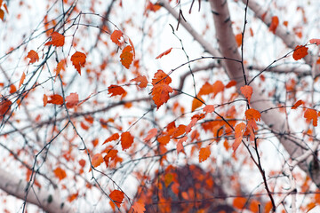 autumn birch leaves. beautiful autumn background. dry leaves. in a park or forest. nature, season. selective focus. natural autumn background