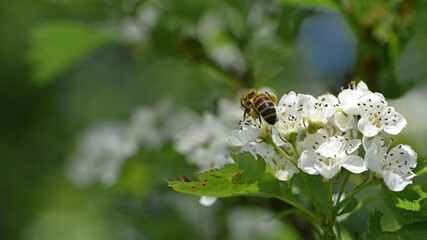 bee on a flowering tree. honey bees pollinating white blossoms of a pear tree. insect in nature, spring season. bee on the flowers of the orchard. close-up, photo