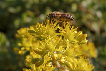Sedum acre Aureum with a bee in the garden.