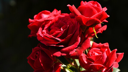 Fototapeta premium Red rose flower background. Red roses on a bush in the garden, close-up. bouquet of flowers