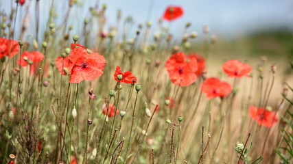 poppy flowers. natural background. Close-up red field poppy Papaver rhoeas. wildflowers. red poppy flowers
