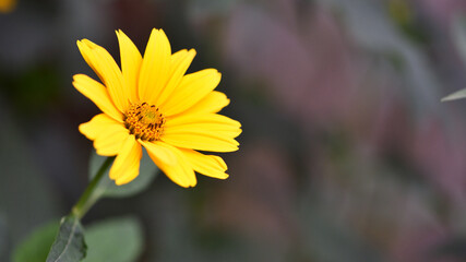 Rudbeckia Hirta, chamomile flowers in the garden. yellow daisy, close-up. yellow flowers on the flowerbed. floral background. bright chamomile isolated