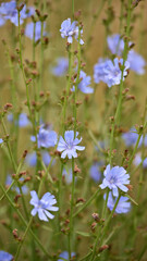 Chicory. beautiful meadow flower. Blue common chicory flower, natural background. delicate blue wildflower close-up. nature photo. soft focus