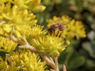 Sedum acre Aureum with a bee in the garden.