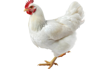Fototapeta premium A white chicken with red comb and feet