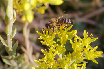 Sedum acre Aureum with a bee in the garden.