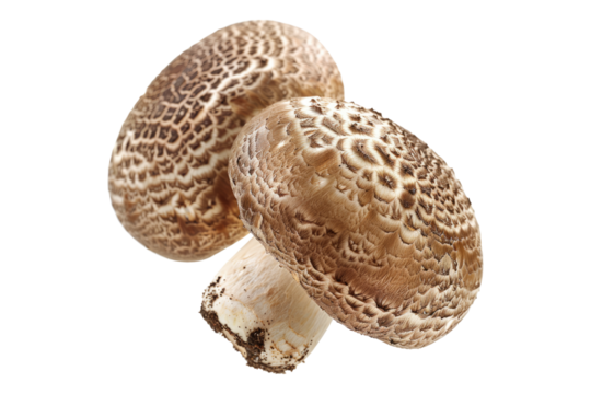 Macro closeup shitake mushroom isolated on transparent background