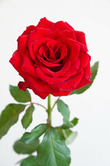 赤い薔薇