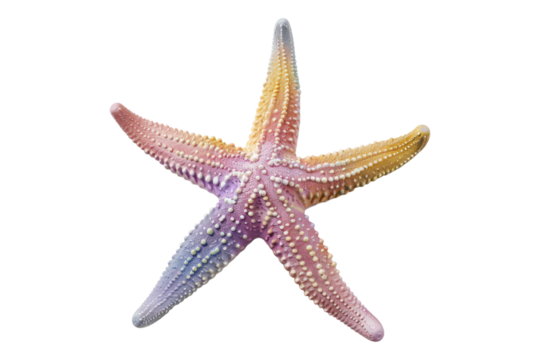 Pastel starfish isolated on transparent background