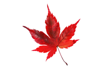 Red autumn leaf isolated on transparent background