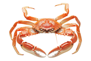 Steamed crabs legs isolated on transparent background