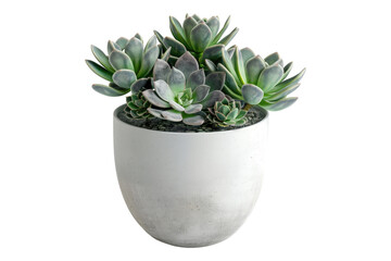 Succulents potted isolated on transparent background