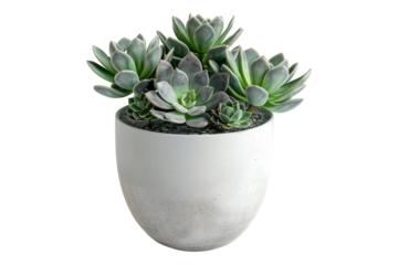 Succulents potted isolated on transparent background