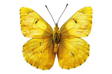 Fototapeta premium Yellow butterfly isolated on transparent background