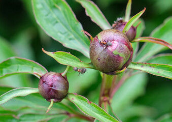 Ants on a peony flower bud