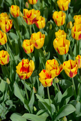 Tulip Washington flowers