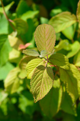 Japanese snowball Mariesii leaves