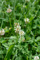 White clover flowers 