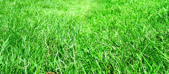green grass natural background texture