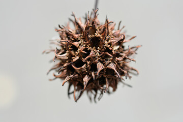 American sweetgum seed ball