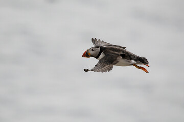 An Atlantic Puffin in Flight
