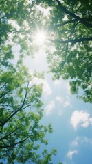 Fototapeta premium Summer sky tree landscape sunlight.