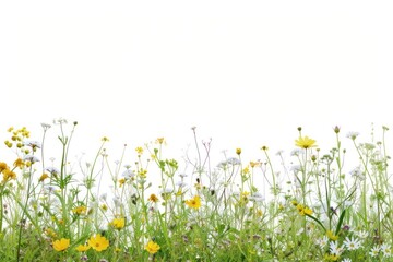 Fototapeta premium Maedow nature backgrounds grassland.