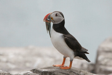 Portrait of Puffin with Sand Eels