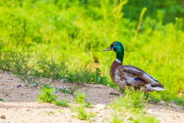 Male and female ducks swim in the water on a pond in the setting sun.