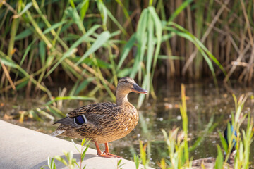 Male and female ducks swim in the water on a pond in the setting sun.