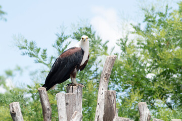 A bald African fish eagle sits on wooden stands, looks out for prey, watches with a keen gaze of keen eyes, close-up.