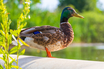 Male and female ducks swim in the water on a pond in the setting sun.