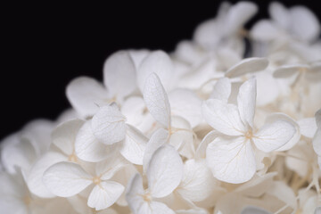 Romantic Hortensia hydrangea blooming white flowers bouquet with fragile petals on dark background macro