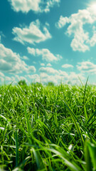 Fototapeta premium Vibrant green grass under a clear sky. A fresh, tranquil slice of nature.