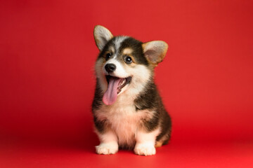 Corgi puppy sitting upright on a red background with mouth open and tongue out in a joyful expression.  © love_dog_photo