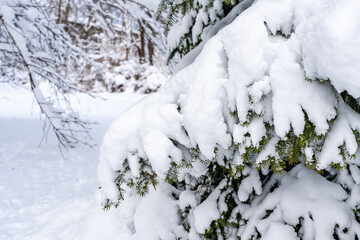 Spruce or pine branch in the snow. Christmas tree under the snow. Trees firs pines in the morning after snowfall. December January Christmas fairy tale.  