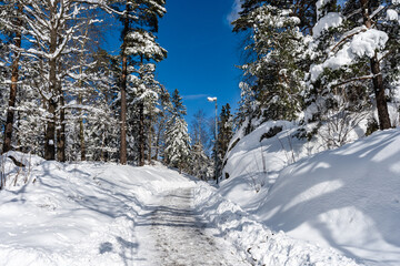 Road in snow. Winter northern landscape. Amazing panoramic view of forest woods covered with thick white snow. Trees firs pines in the morning after snowfall.  Christmas fairy tale.  