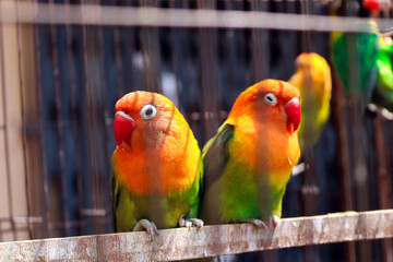 Vibrant Lovebirds Perched Inside a Cage Displaying Brilliant Orange and Green Plumage in a Captive Environment