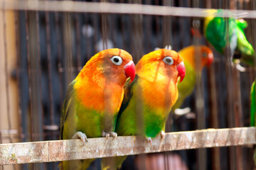 Vibrant Lovebirds Perched Inside a Cage Displaying Brilliant Orange and Green Plumage in a Captive Environment