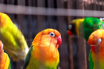 Vibrant Lovebirds Perched Inside a Cage Displaying Brilliant Orange and Green Plumage in a Captive Environment