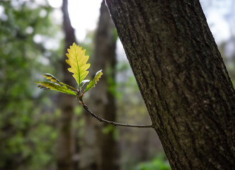 Green leaves in the forest