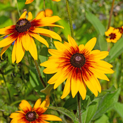 Blühender Sonnenhut, Rudbeckia triloba, in einer Nahaufnahme