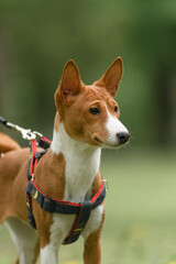 Elegant Basenji dog with a red and white coat wearing a harness, standing and posing in a lush green park. The dog is alert and attentive, surrounded by soft natural light and fresh spring grass. Some