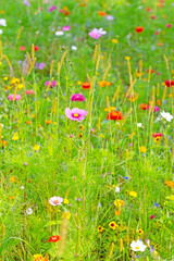 Blumenwiese mit vielen verschiedenen Blumen und Pflanzen
