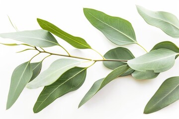 Fototapeta premium Elegant Eucalyptus Branch Against White Background for Nature-Inspired Design, Print, Card, Poster