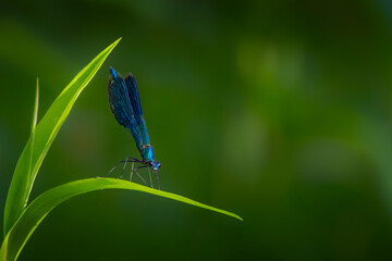 blue dragonfly on a green leaf