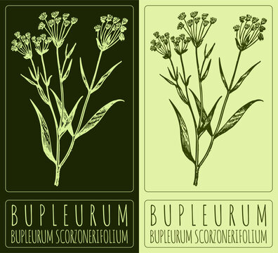Vector drawing BUPLEURUM. Hand illustration. The Latin name is BUPLEURUM SCORZONERIFOLIUM WILLD