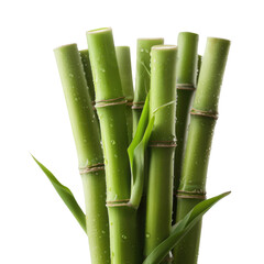 Fototapeta premium Close-up of fresh green bamboo stalks with water droplets. Perfect for nature, tranquility, and eco-friendly concepts.